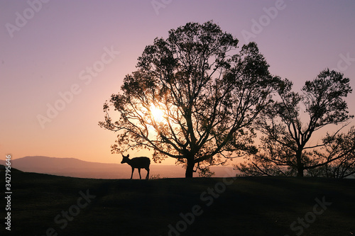 Fallow deer in the sunset