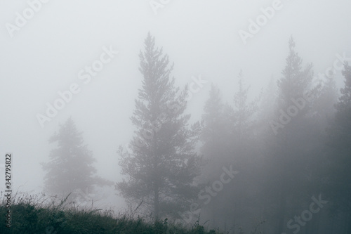 mystical misty forest, mysterious quiet place for crime