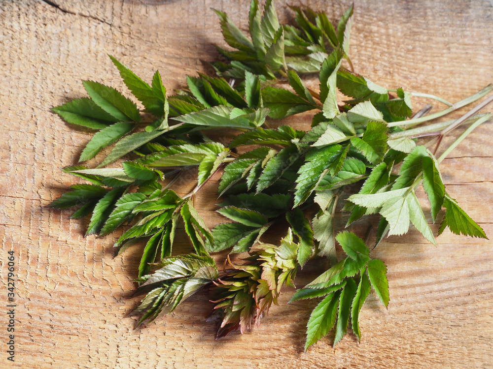 Medicinal plant aegopodium podagraria and a sprig of lovage on a wooden stand closeup, top view. Useful natural herb articular for alternative medicine and cooking different dishes Medicinal plant aegopodium podagraria and a sprig of lovage on a wooden stand closeup, top view. Useful natural herb articular for alternative medicine and cooking different dishes