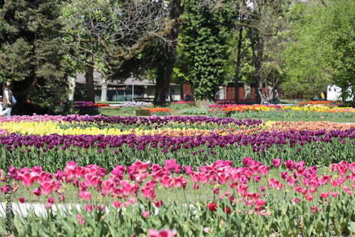A flower park with colored tulips in spring