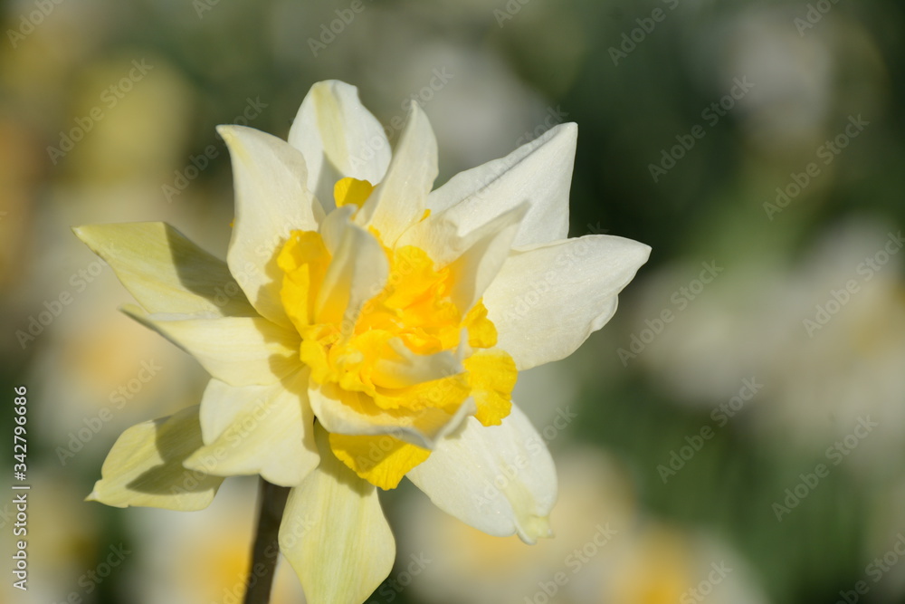 Fototapeta premium Close-up of a lush white daffodil with a yellow center on a blurred background of other flowers