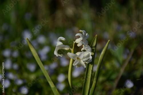 White hyacinth on a blurry background of small blue flowers
