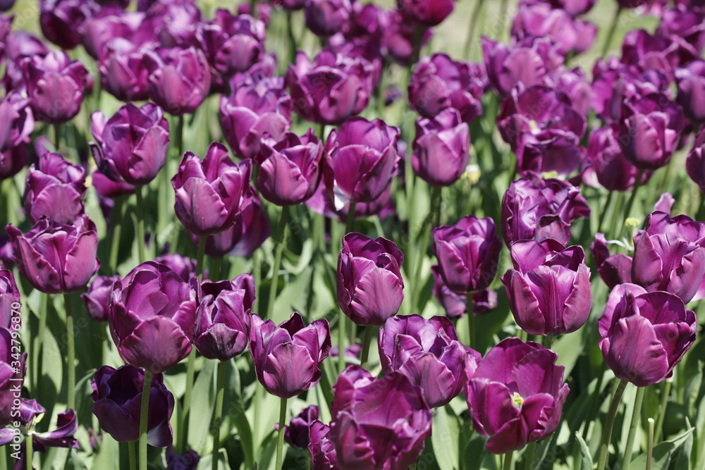 Close-up of violet tulips in spring Close-up of violet tulips in spring