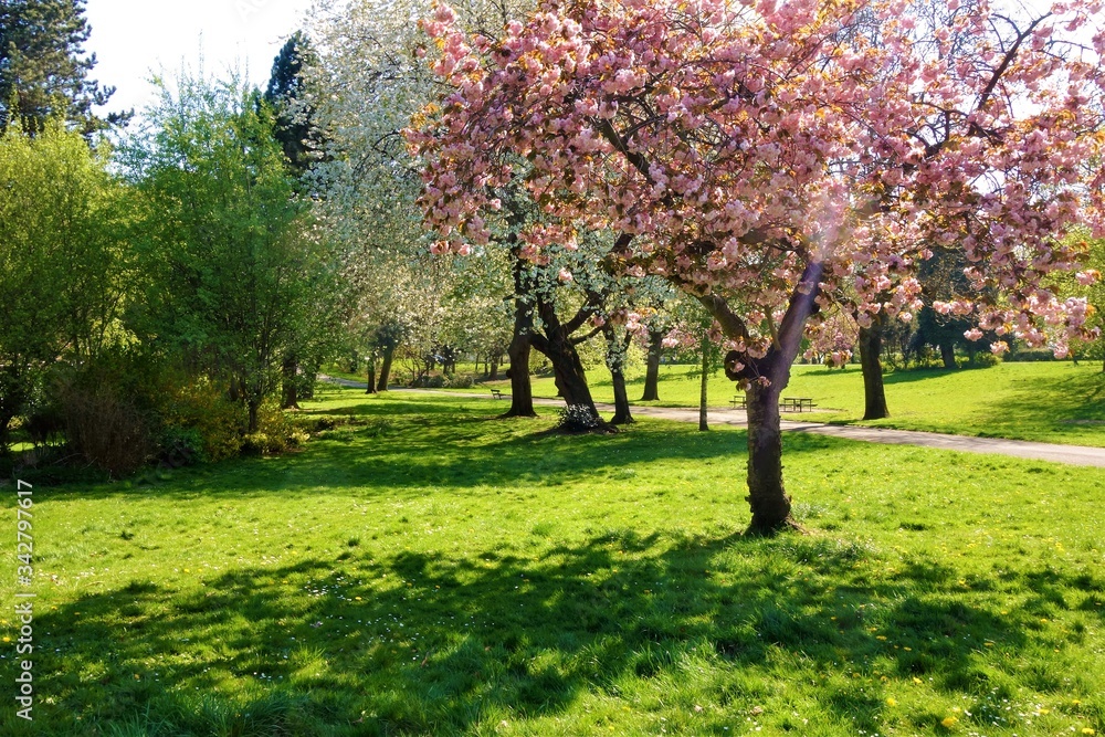Springtime in the park. Springtime in the park.