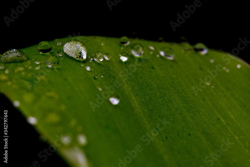 drops on a leaf