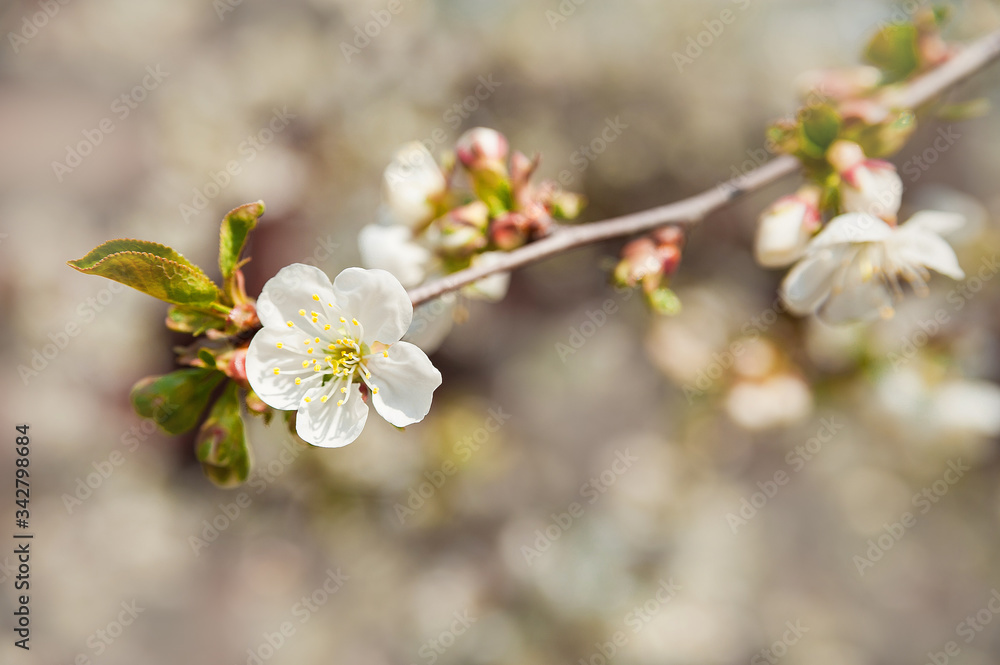 Natural texture of flowering trees. Blossom trees closeup as a place for text. Greeting card background of white flowers and copy space. Natural texture of flowering trees. Blossom trees closeup as a place for text. Greeting card background of white flowers and copy space.