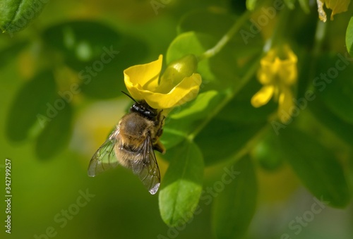 Hairy footed flower bee - Anthophora plumipes
