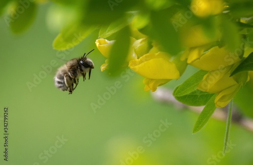 Hairy footed flower bee - Anthophora plumipes