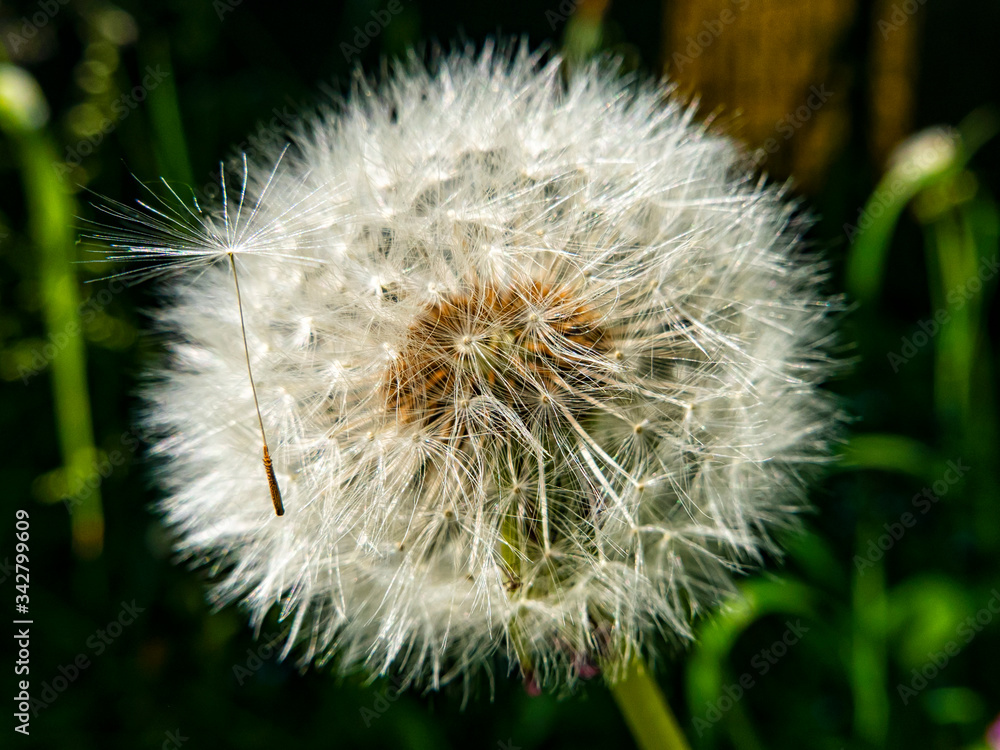 Fototapeta premium Close-up of a dandelion flower