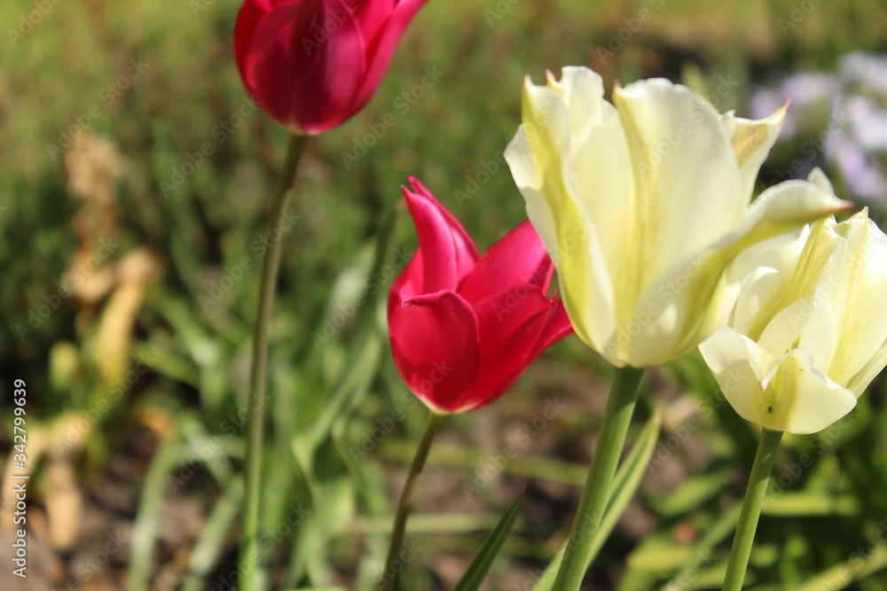 In the garden: tulips in white and pink