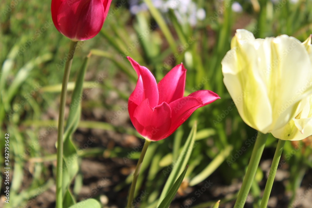 In the garden: tulips in white and pink