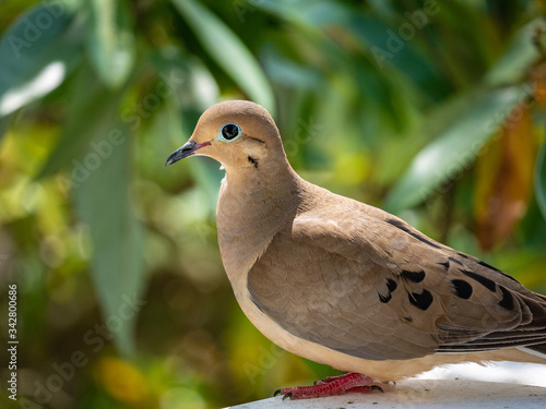 Mourning dove on a railing