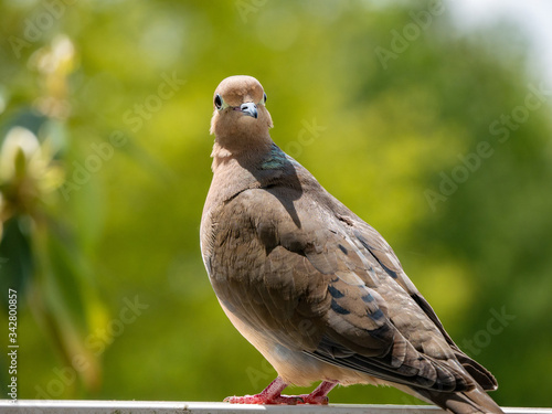 Mourning Dove looking at the camera