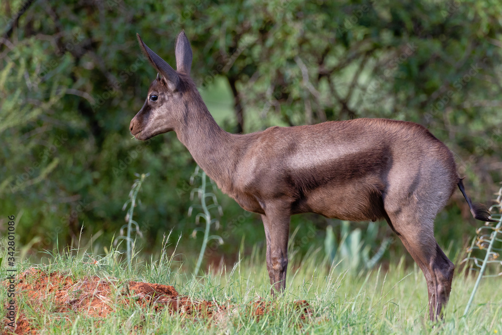 One unusual black coloured springbok in Mokala National Park, South Africa
