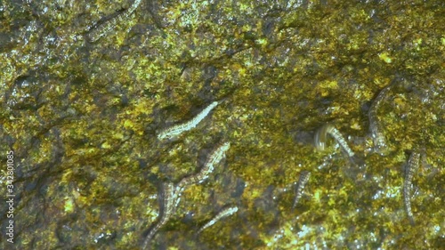 Rockskipper fish on the rock at the beach photo