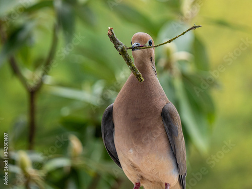Mourning Dove with stick