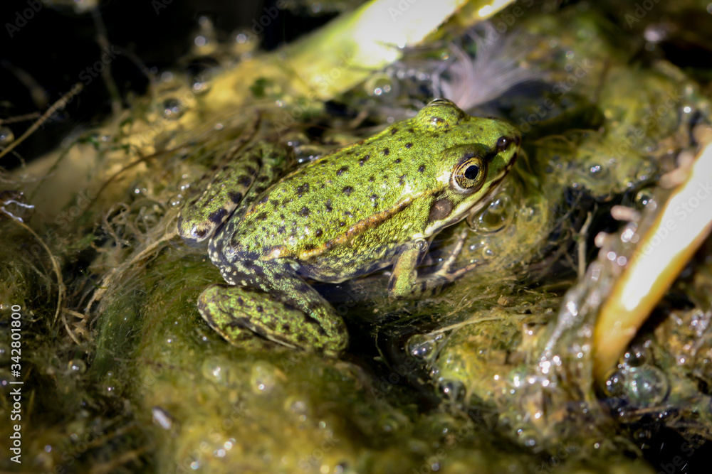 Nahaufnahme eines Frosch in einem Teich. Nahaufnahme eines Frosch in einem Teich.
