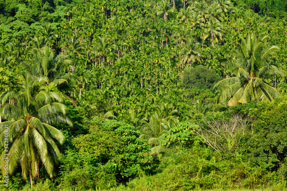 green moss background green moss background