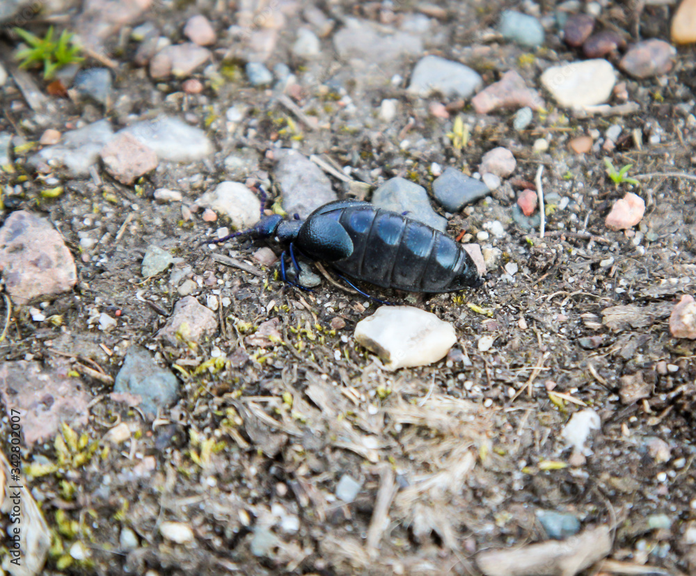 ein schwarz blauer Ölkäfer läuft über einen Waldweg ein schwarz blauer Ölkäfer läuft über einen Waldweg