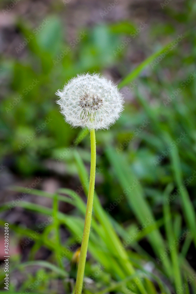 Ein ehemaliger Löwenzahn zur Pusteblume gereift. Ein ehemaliger Löwenzahn zur Pusteblume gereift.