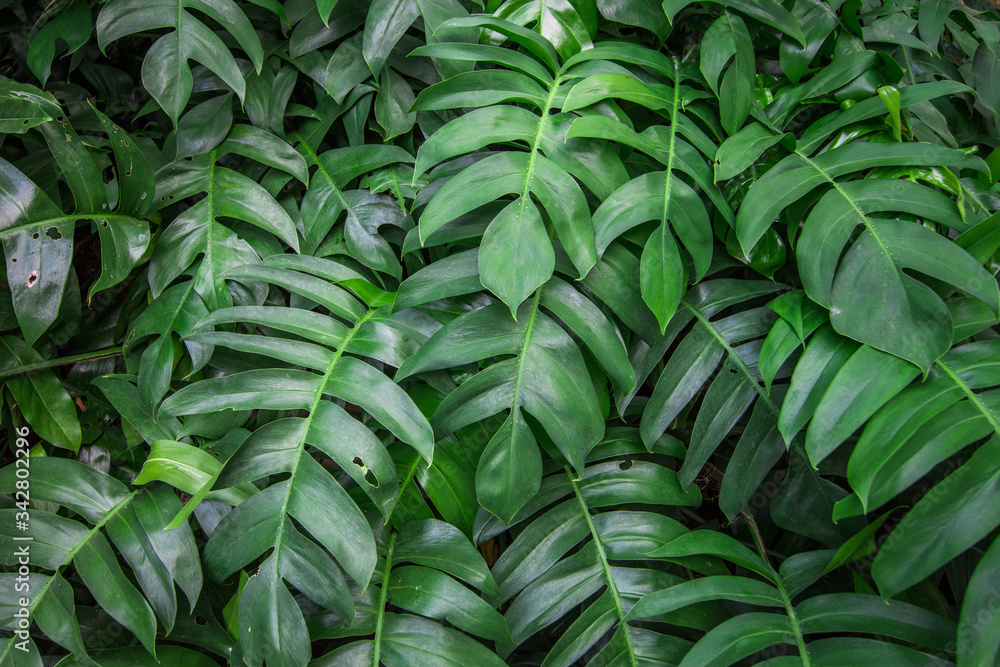 Obraz premium Tropical green leaf texture background