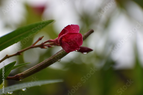red rose with dew drops