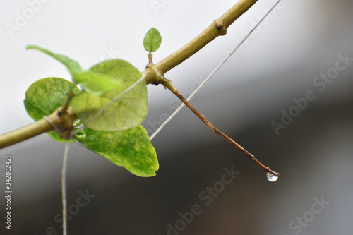 drops of dew on a leaf