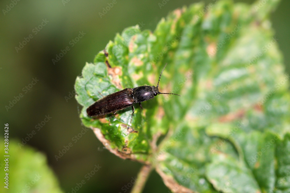Ein Käfer auf einer Pflanze. Käfer gehören zu den Insekten. Ein Käfer auf einer Pflanze. Käfer gehören zu den Insekten.