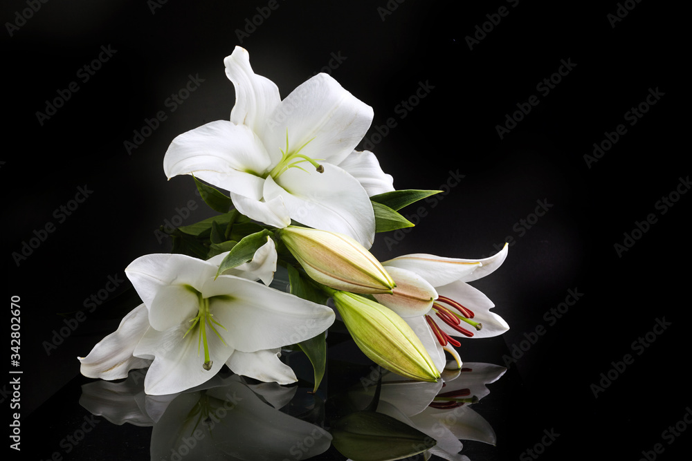 Lily on black for celebration decoration design. Spring, nature background. Lily on black for celebration decoration design. Spring, nature background.