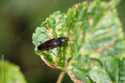 Ein Käfer auf einer Pflanze. Käfer gehören zu den Insekten. © boedefeld1969