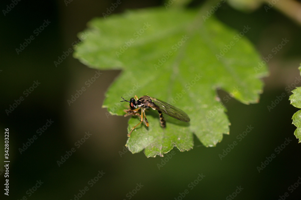 Nahaufnahme einer Fliege auf einer Pflanze. Nahaufnahme einer Fliege auf einer Pflanze.