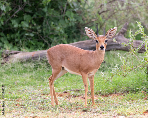One alert steenbok ram looking at camera in Mokala National Park, South Africa