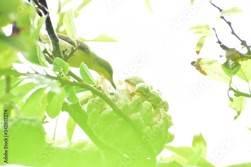 green leaves on a branch