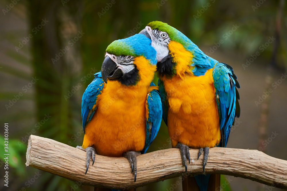 Two Blue-and-yellow macaw sitting on a branch (Ara ararauna)
