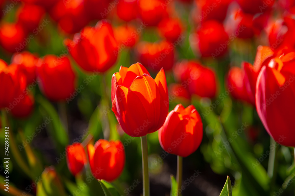Red tulips background. Beautiful tulip in the meadow. Flower bud in spring in the sunlight. Flowerbed with flowers. Tulip close-up. Red tulips background. Beautiful tulip in the meadow. Flower bud in spring in the sunlight. Flowerbed with flowers. Tulip close-up.