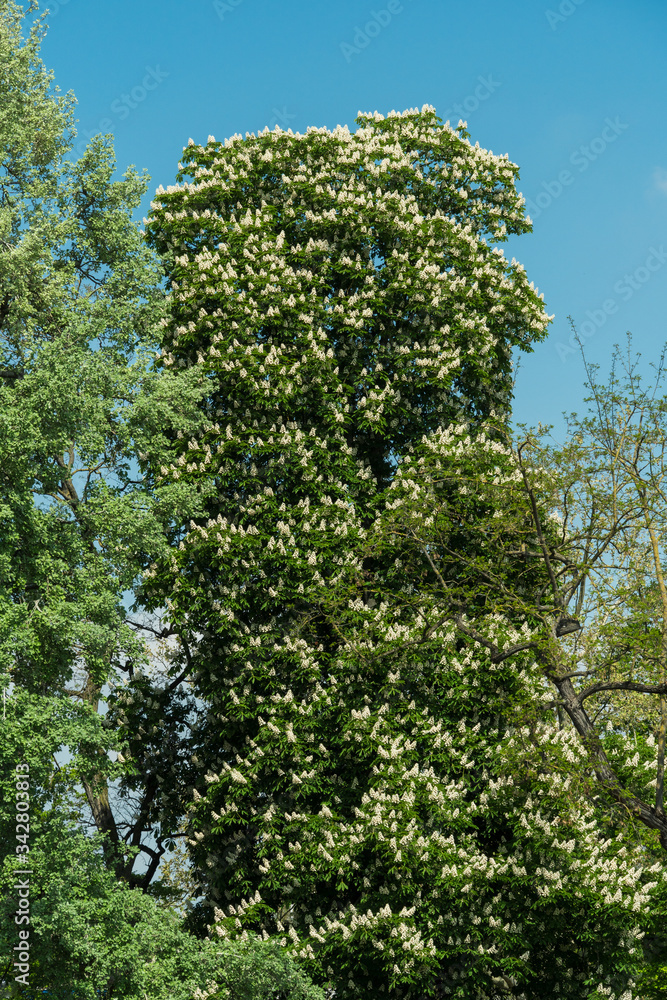 Fototapeta premium Blühender Kastanienbaum