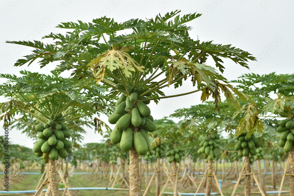 Papaya fruit on papaya tree.