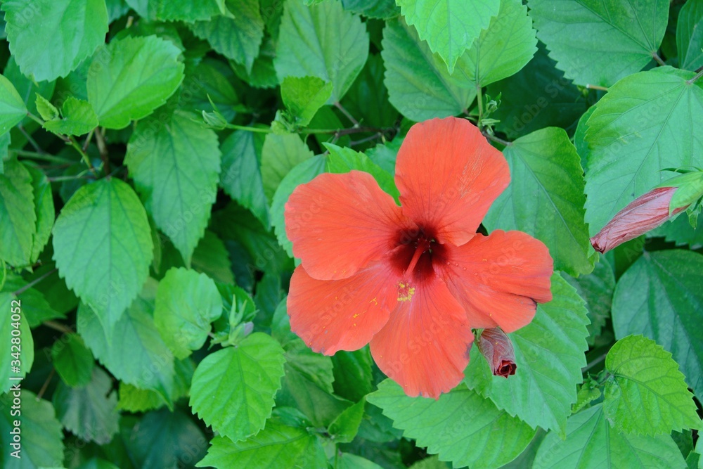 Large red Amaryllis flower on a background of green foliage