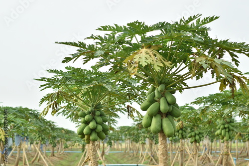 Papaya fruit on papaya tree. 