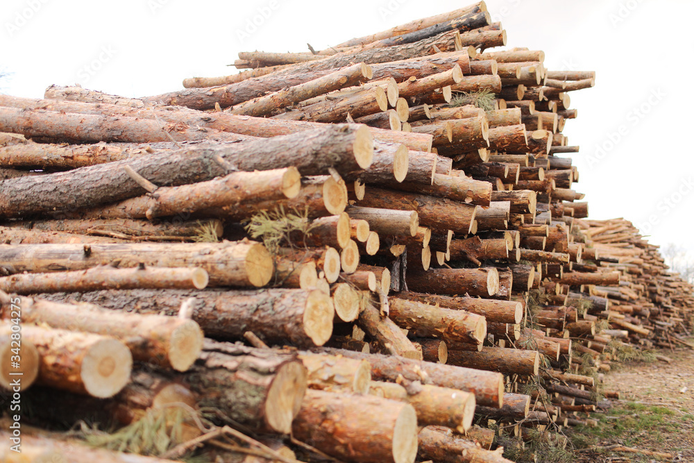 Side view of commercial timber, pine tree logs after clear cut of forest. uncontrolled deforestation. selective focus. Side view of commercial timber, pine tree logs after clear cut of forest. uncontrolled deforestation. selective focus.