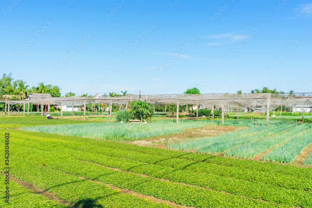 Tra Que village, organic vegetable field, near Hoi An old town, Vietnam