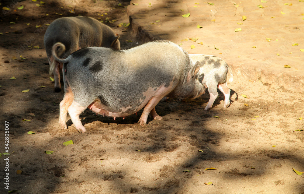 Eine Familie Hängebauchschweine wühlt im Sand. Eine Familie Hängebauchschweine wühlt im Sand.