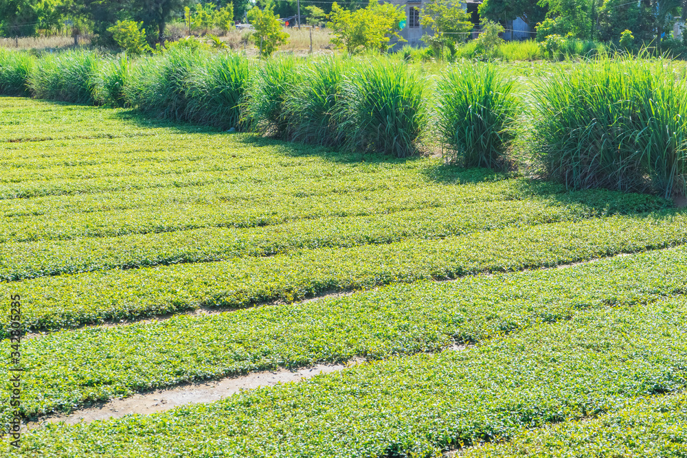 Tra Que village, organic vegetable field, near Hoi An old town, Vietnam Tra Que village, organic vegetable field, near Hoi An old town, Vietnam