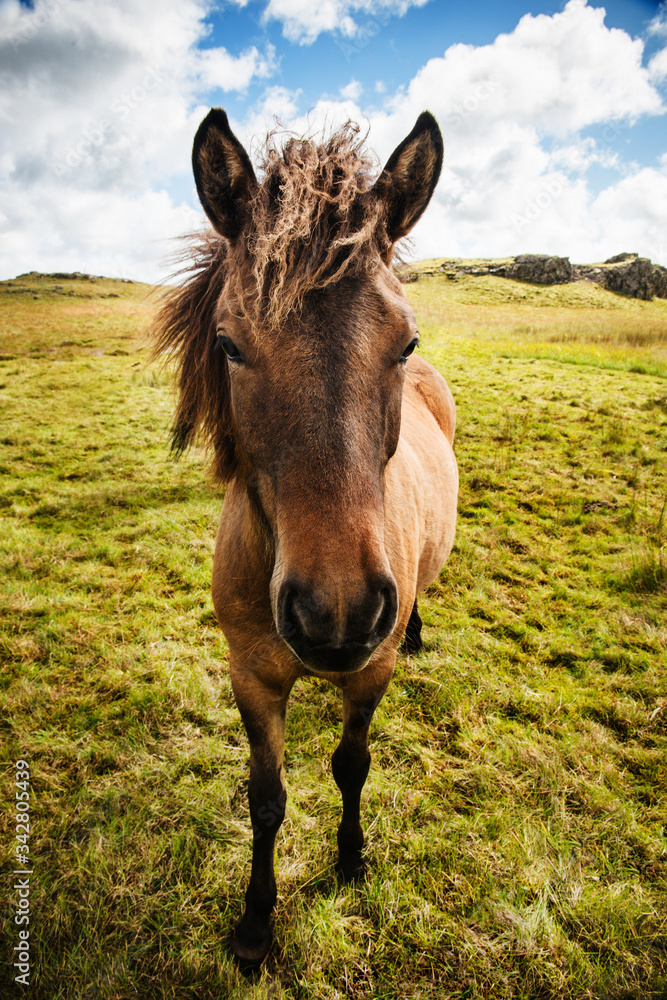 Wild horses in Southwest Iceland, Scandinavia, Europe Wild horses in Southwest Iceland, Scandinavia, Europe