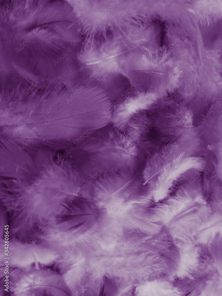 Beautiful abstract white and purple feathers on white background and soft white feather texture on white pattern and purple background, feather pink background , purple banners