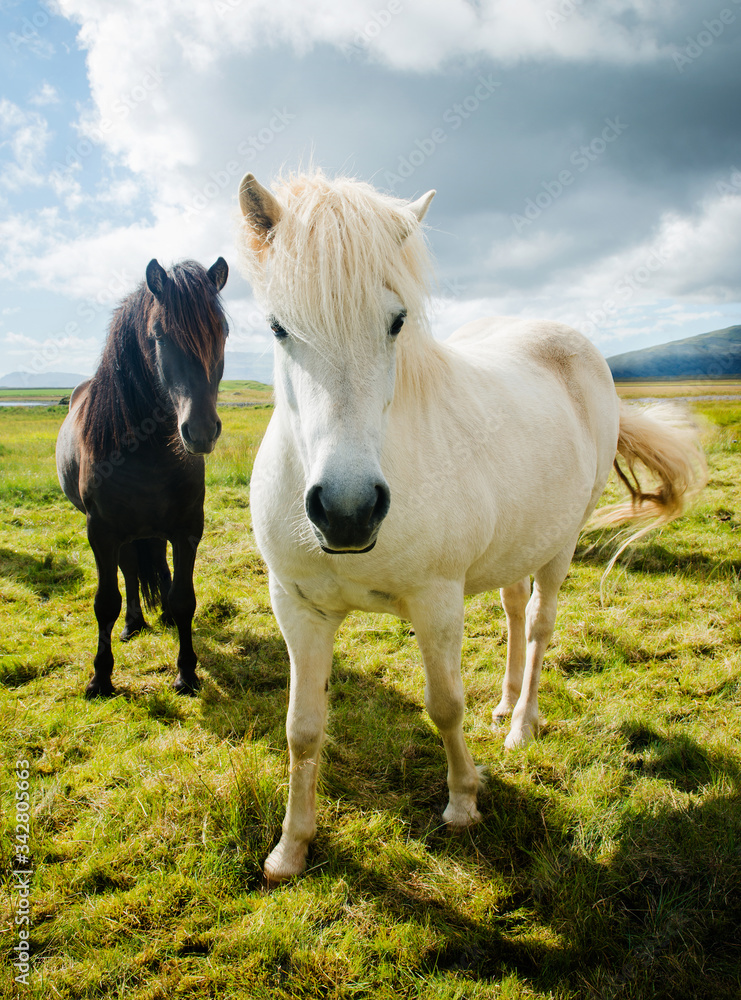 Wild horses on grassy landscape, Iceland, Europe Wild horses on grassy landscape, Iceland, Europe