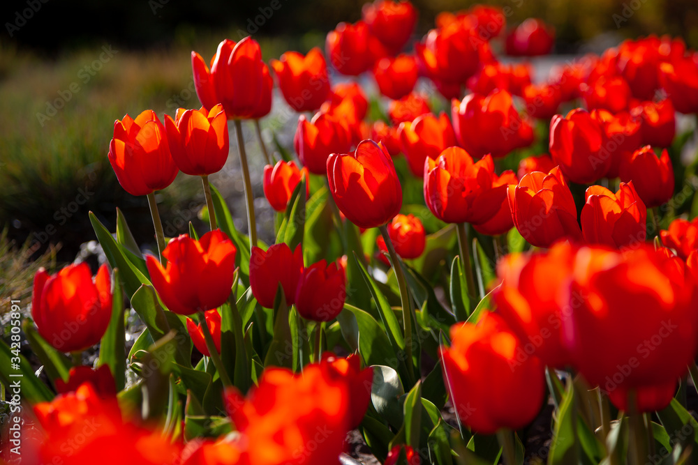 Red tulips background. Beautiful tulip in the meadow. Flower bud in spring in the sunlight. Flowerbed with flowers. Tulip close-up.