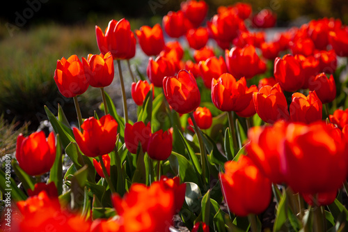 Red tulips background. Beautiful tulip in the meadow. Flower bud in spring in the sunlight. Flowerbed with flowers. Tulip close-up.