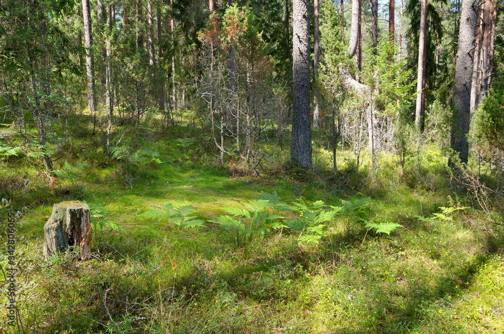 Nature of Seliger. Coniferous forest in the Tver region Nature of Seliger. Coniferous forest in the Tver region