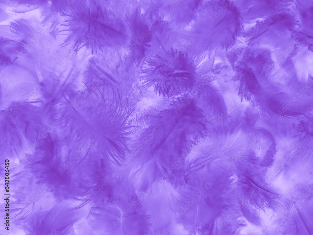 Beautiful abstract white and purple feathers on white background and soft white feather texture on white pattern and purple background, feather pink background , purple banners Beautiful abstract white and purple feathers on white background and soft white feather texture on white pattern and purple background, feather pink background , purple banners